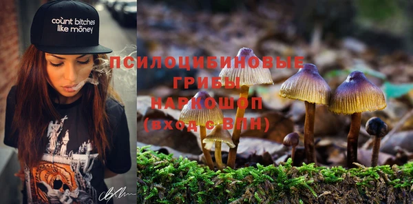 прущие грибы Абаза